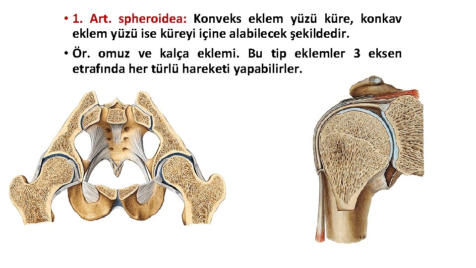 • 1. Art. spheroidea: Konveks eklem yüzü küre, konkav eklem yüzü ise küreyi • 1. Art. spheroidea: Konveks eklem yüzü küre, konkav eklem yüzü ise küreyi