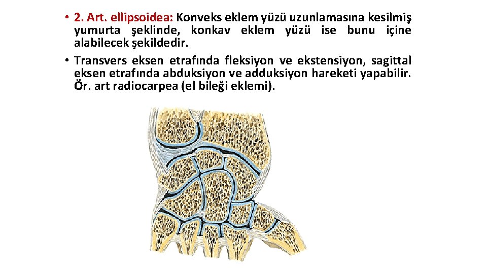 • 2. Art. ellipsoidea: Konveks eklem yüzü uzunlamasına kesilmiş yumurta şeklinde, konkav eklem • 2. Art. ellipsoidea: Konveks eklem yüzü uzunlamasına kesilmiş yumurta şeklinde, konkav eklem