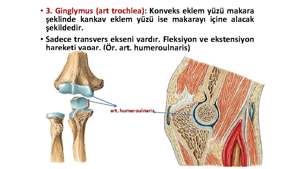 • 3. Ginglymus (art trochlea): Konveks eklem yüzü makara şeklinde kankav eklem yüzü • 3. Ginglymus (art trochlea): Konveks eklem yüzü makara şeklinde kankav eklem yüzü