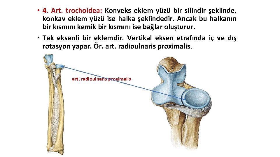 • 4. Art. trochoidea: Konveks eklem yüzü bir silindir şeklinde, konkav eklem yüzü • 4. Art. trochoidea: Konveks eklem yüzü bir silindir şeklinde, konkav eklem yüzü