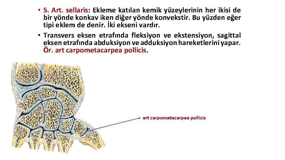 • 5. Art. sellaris: Ekleme katılan kemik yüzeylerinin her ikisi de bir yönde • 5. Art. sellaris: Ekleme katılan kemik yüzeylerinin her ikisi de bir yönde