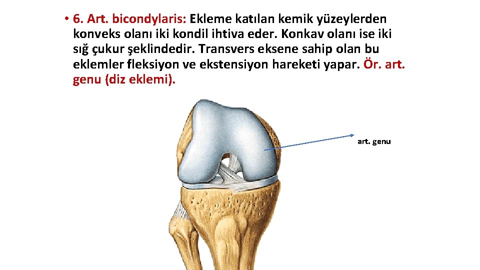 • 6. Art. bicondylaris: Ekleme katılan kemik yüzeylerden konveks olanı iki kondil ihtiva • 6. Art. bicondylaris: Ekleme katılan kemik yüzeylerden konveks olanı iki kondil ihtiva