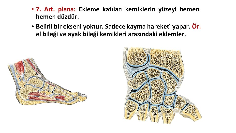 • 7. Art. plana: Ekleme katılan kemiklerin yüzeyi hemen düzdür. • Belirli bir • 7. Art. plana: Ekleme katılan kemiklerin yüzeyi hemen düzdür. • Belirli bir