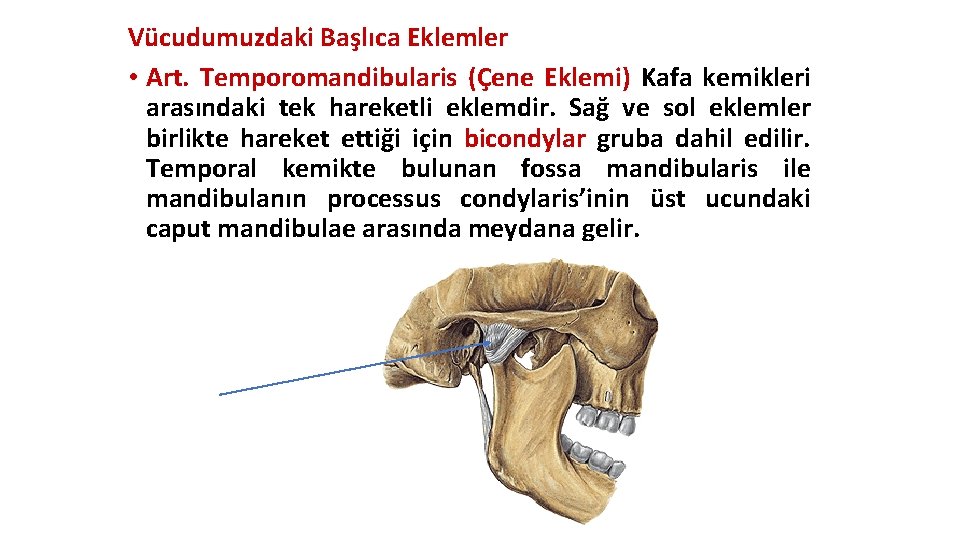 Vücudumuzdaki Başlıca Eklemler • Art. Temporomandibularis (Çene Eklemi) Kafa kemikleri arasındaki tek hareketli eklemdir. Vücudumuzdaki Başlıca Eklemler • Art. Temporomandibularis (Çene Eklemi) Kafa kemikleri arasındaki tek hareketli eklemdir.
