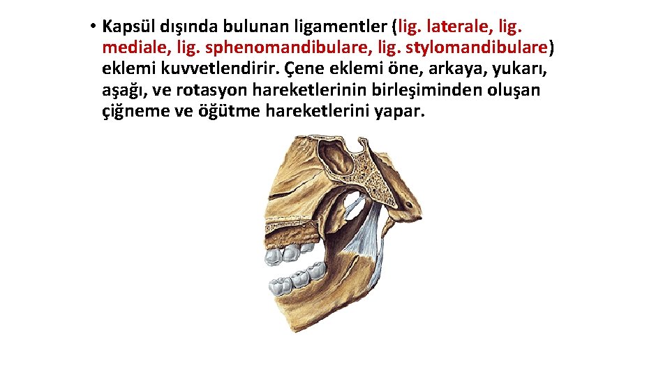 • Kapsül dışında bulunan ligamentler (lig. laterale, lig. mediale, lig. sphenomandibulare, lig. stylomandibulare) • Kapsül dışında bulunan ligamentler (lig. laterale, lig. mediale, lig. sphenomandibulare, lig. stylomandibulare)
