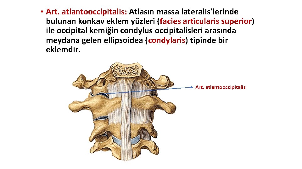 • Art. atlantooccipitalis: Atlasın massa lateralis’lerinde bulunan konkav eklem yüzleri (facies articularis superior) • Art. atlantooccipitalis: Atlasın massa lateralis’lerinde bulunan konkav eklem yüzleri (facies articularis superior)