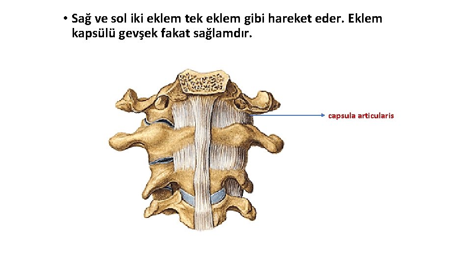 • Sağ ve sol iki eklem tek eklem gibi hareket eder. Eklem kapsülü • Sağ ve sol iki eklem tek eklem gibi hareket eder. Eklem kapsülü