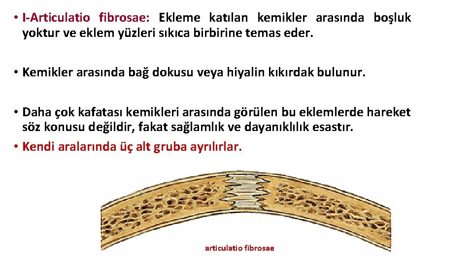 • I-Articulatio fibrosae: Ekleme katılan kemikler arasında boşluk yoktur ve eklem yüzleri sıkıca • I-Articulatio fibrosae: Ekleme katılan kemikler arasında boşluk yoktur ve eklem yüzleri sıkıca