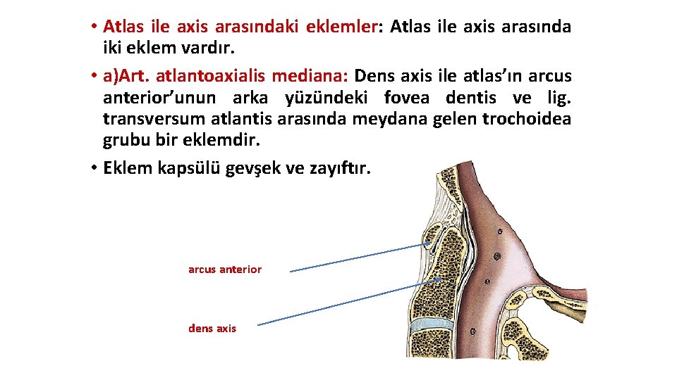 • Atlas ile axis arasındaki eklemler: Atlas ile axis arasında iki eklem vardır. • Atlas ile axis arasındaki eklemler: Atlas ile axis arasında iki eklem vardır.
