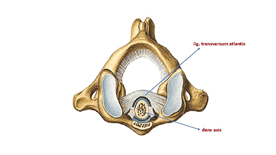 lig. transversum atlantis dens axis lig. transversum atlantis dens axis