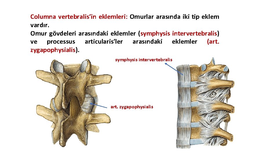 Columna vertebralis’in eklemleri: Omurlar arasında iki tip eklem vardır. Omur gövdeleri arasındaki eklemler (symphysis Columna vertebralis’in eklemleri: Omurlar arasında iki tip eklem vardır. Omur gövdeleri arasındaki eklemler (symphysis
