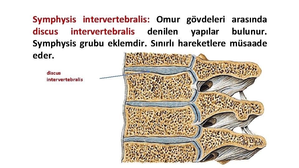 Symphysis intervertebralis: Omur gövdeleri arasında discus intervertebralis denilen yapılar bulunur. Symphysis grubu eklemdir. Sınırlı Symphysis intervertebralis: Omur gövdeleri arasında discus intervertebralis denilen yapılar bulunur. Symphysis grubu eklemdir. Sınırlı