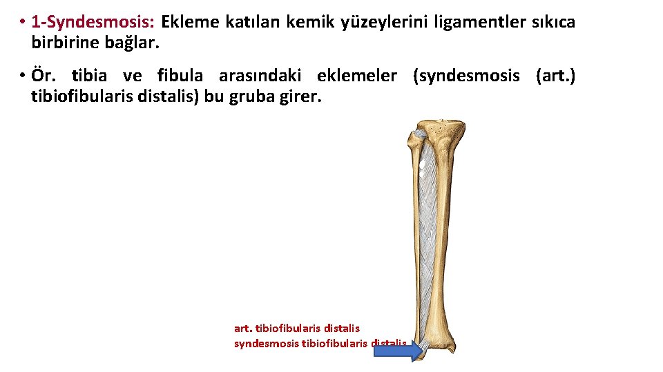 • 1 -Syndesmosis: Ekleme katılan kemik yüzeylerini ligamentler sıkıca birbirine bağlar. • Ör. • 1 -Syndesmosis: Ekleme katılan kemik yüzeylerini ligamentler sıkıca birbirine bağlar. • Ör.
