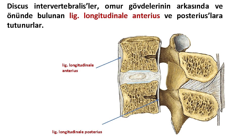 Discus intervertebralis’ler, omur gövdelerinin arkasında ve önünde bulunan lig. longitudinale anterius ve posterius’lara tutunurlar. Discus intervertebralis’ler, omur gövdelerinin arkasında ve önünde bulunan lig. longitudinale anterius ve posterius’lara tutunurlar.