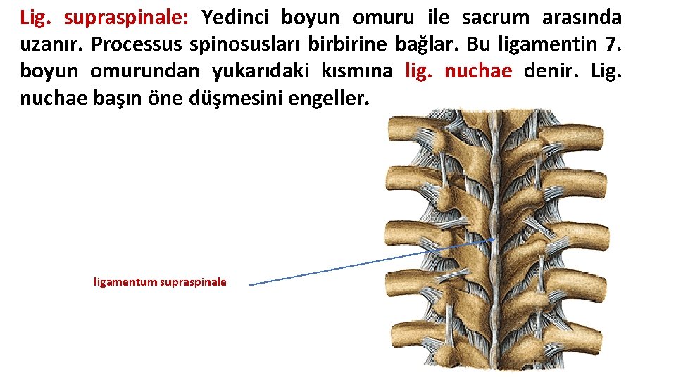 Lig. supraspinale: Yedinci boyun omuru ile sacrum arasında uzanır. Processus spinosusları birbirine bağlar. Bu Lig. supraspinale: Yedinci boyun omuru ile sacrum arasında uzanır. Processus spinosusları birbirine bağlar. Bu