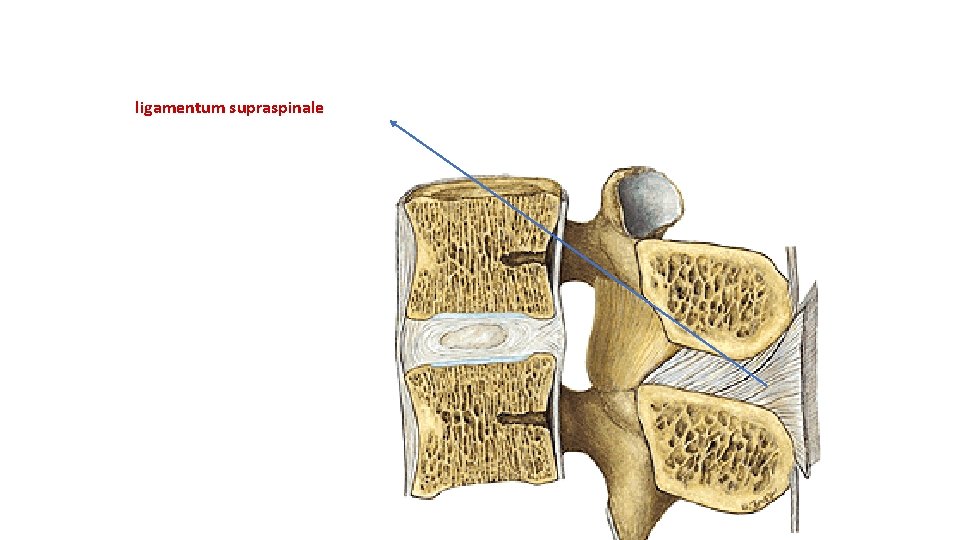 ligamentum supraspinale ligamentum supraspinale