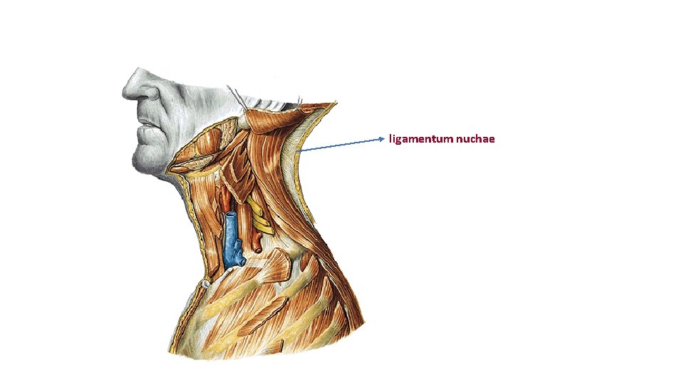 ligamentum nuchae ligamentum nuchae