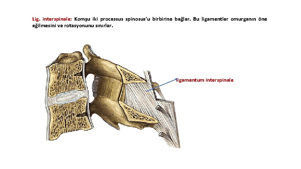 Lig. interspinale: Komşu iki processus spinosus’u birbirine bağlar. Bu ligamentler omurganın öne eğilmesini ve Lig. interspinale: Komşu iki processus spinosus’u birbirine bağlar. Bu ligamentler omurganın öne eğilmesini ve