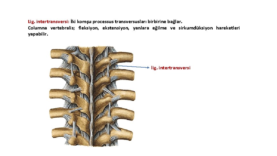 Lig. intertransversi: İki komşu processus transversusları birbirine bağlar. Columna vertebralis; fleksiyon, ekstensiyon, yanlara eğilme Lig. intertransversi: İki komşu processus transversusları birbirine bağlar. Columna vertebralis; fleksiyon, ekstensiyon, yanlara eğilme