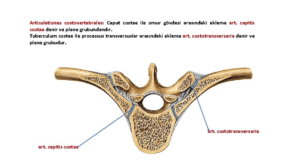 Articulationes costovertebrales: Caput costae ile omur gövdesi arasındaki ekleme art. capitis costae denir ve Articulationes costovertebrales: Caput costae ile omur gövdesi arasındaki ekleme art. capitis costae denir ve