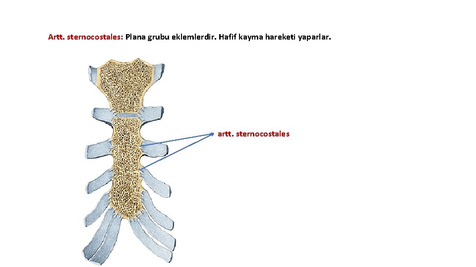 Artt. sternocostales: Plana grubu eklemlerdir. Hafif kayma hareketi yaparlar. artt. sternocostales Artt. sternocostales: Plana grubu eklemlerdir. Hafif kayma hareketi yaparlar. artt. sternocostales