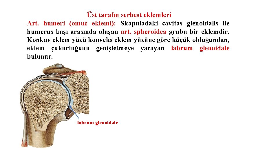 Üst tarafın serbest eklemleri Art. humeri (omuz eklemi): Skapuladaki cavitas glenoidalis ile humerus başı Üst tarafın serbest eklemleri Art. humeri (omuz eklemi): Skapuladaki cavitas glenoidalis ile humerus başı