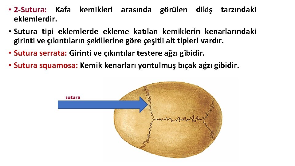 • 2 -Sutura: Kafa kemikleri arasında görülen dikiş tarzındaki eklemlerdir. • Sutura tipi • 2 -Sutura: Kafa kemikleri arasında görülen dikiş tarzındaki eklemlerdir. • Sutura tipi