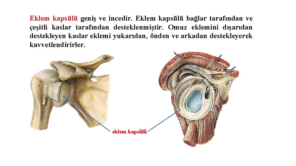 Eklem kapsülü geniş ve incedir. Eklem kapsülü bağlar tarafından ve çeşitli kaslar tarafından desteklenmiştir. Eklem kapsülü geniş ve incedir. Eklem kapsülü bağlar tarafından ve çeşitli kaslar tarafından desteklenmiştir.