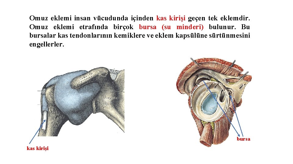 Omuz eklemi insan vücudunda içinden kas kirişi geçen tek eklemdir. Omuz eklemi etrafında birçok Omuz eklemi insan vücudunda içinden kas kirişi geçen tek eklemdir. Omuz eklemi etrafında birçok