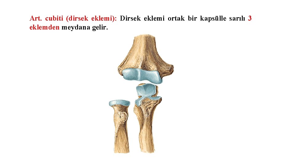 Art. cubiti (dirsek eklemi): Dirsek eklemi ortak bir kapsülle sarılı 3 eklemden meydana gelir. Art. cubiti (dirsek eklemi): Dirsek eklemi ortak bir kapsülle sarılı 3 eklemden meydana gelir.
