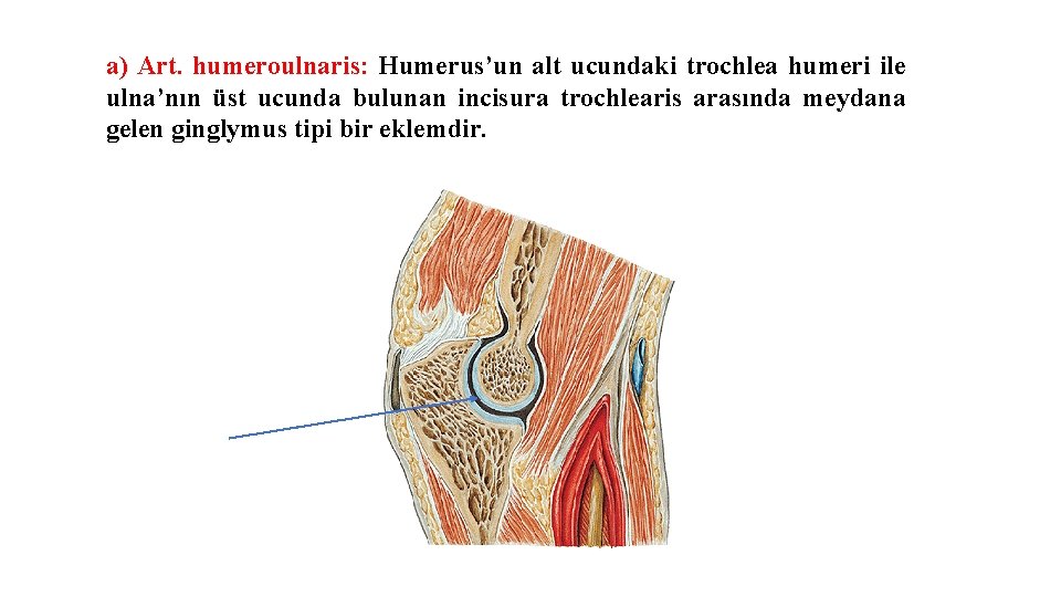 a) Art. humeroulnaris: Humerus’un alt ucundaki trochlea humeri ile ulna’nın üst ucunda bulunan incisura a) Art. humeroulnaris: Humerus’un alt ucundaki trochlea humeri ile ulna’nın üst ucunda bulunan incisura