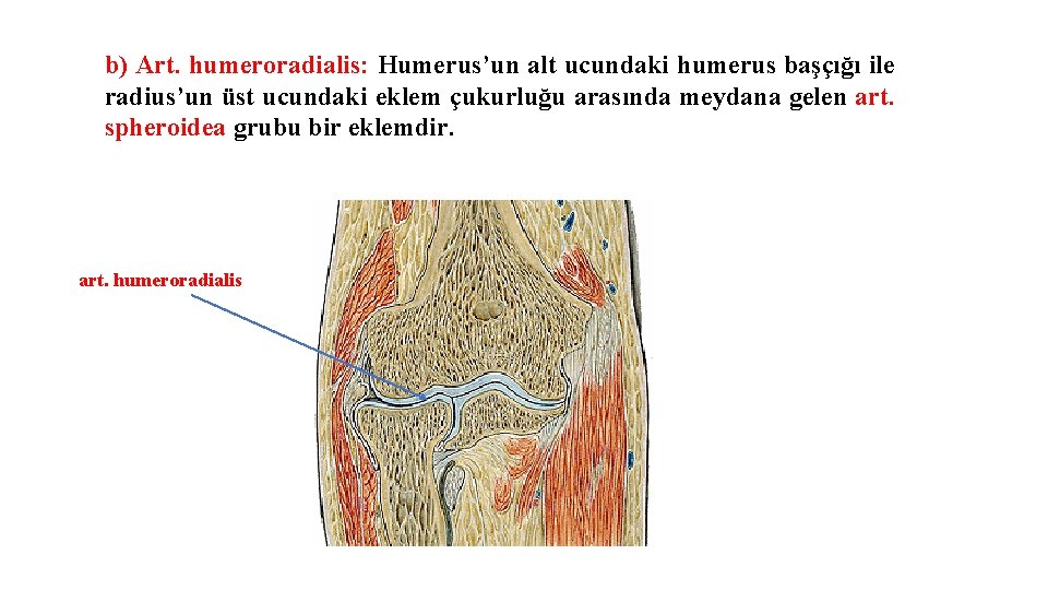 b) Art. humeroradialis: Humerus’un alt ucundaki humerus başçığı ile radius’un üst ucundaki eklem çukurluğu b) Art. humeroradialis: Humerus’un alt ucundaki humerus başçığı ile radius’un üst ucundaki eklem çukurluğu
