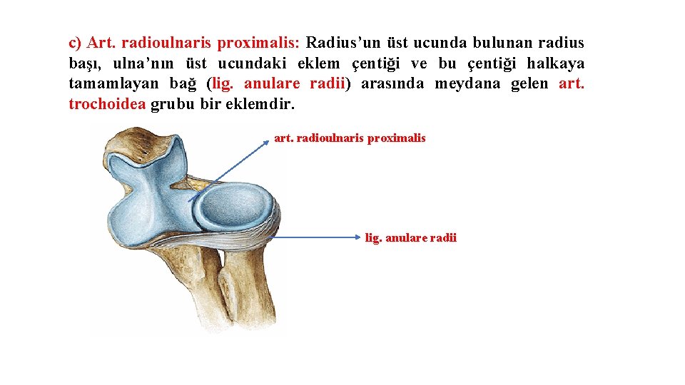 c) Art. radioulnaris proximalis: Radius’un üst ucunda bulunan radius başı, ulna’nın üst ucundaki eklem c) Art. radioulnaris proximalis: Radius’un üst ucunda bulunan radius başı, ulna’nın üst ucundaki eklem