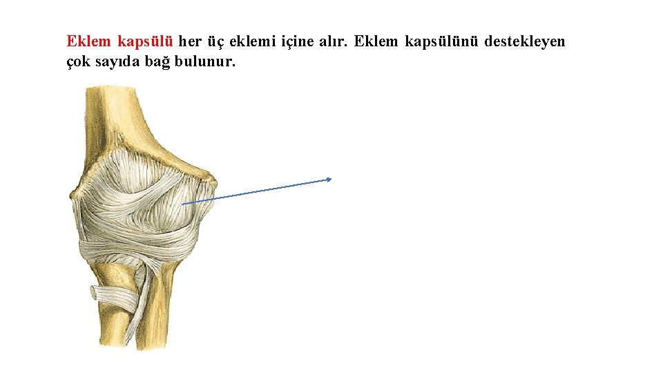 Eklem kapsülü her üç eklemi içine alır. Eklem kapsülünü destekleyen çok sayıda bağ bulunur. Eklem kapsülü her üç eklemi içine alır. Eklem kapsülünü destekleyen çok sayıda bağ bulunur.