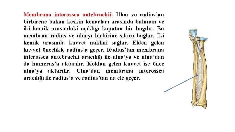 Membrana interossea antebrachii: Ulna ve radius’un birbirene bakan keskin kenarları arasında bulunan ve iki Membrana interossea antebrachii: Ulna ve radius’un birbirene bakan keskin kenarları arasında bulunan ve iki