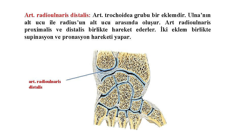 Art. radioulnaris distalis: Art. trochoidea grubu bir eklemdir. Ulna’nın alt ucu ile radius’un alt Art. radioulnaris distalis: Art. trochoidea grubu bir eklemdir. Ulna’nın alt ucu ile radius’un alt