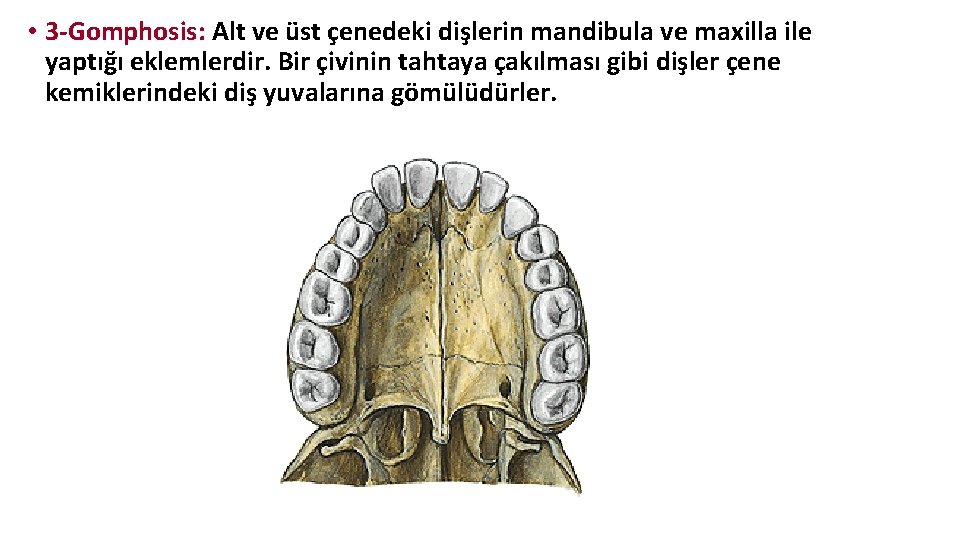 • 3 -Gomphosis: Alt ve üst çenedeki dişlerin mandibula ve maxilla ile yaptığı • 3 -Gomphosis: Alt ve üst çenedeki dişlerin mandibula ve maxilla ile yaptığı