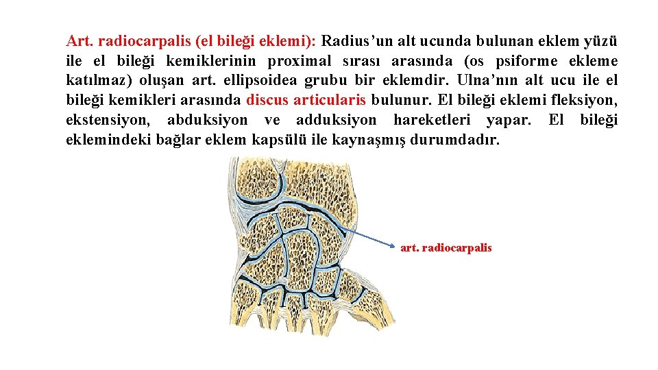 Art. radiocarpalis (el bileği eklemi): Radius’un alt ucunda bulunan eklem yüzü ile el bileği Art. radiocarpalis (el bileği eklemi): Radius’un alt ucunda bulunan eklem yüzü ile el bileği