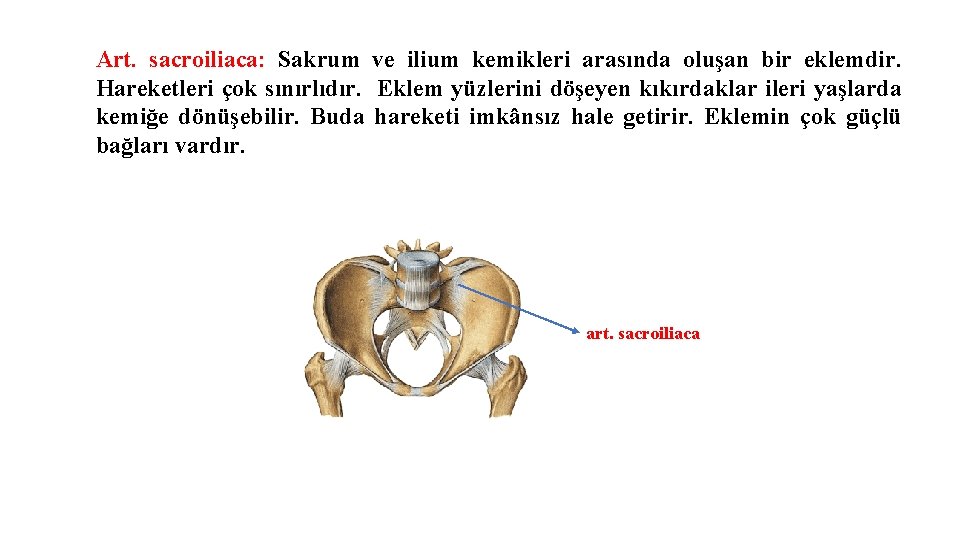 Art. sacroiliaca: Sakrum ve ilium kemikleri arasında oluşan bir eklemdir. Hareketleri çok sınırlıdır. Eklem Art. sacroiliaca: Sakrum ve ilium kemikleri arasında oluşan bir eklemdir. Hareketleri çok sınırlıdır. Eklem