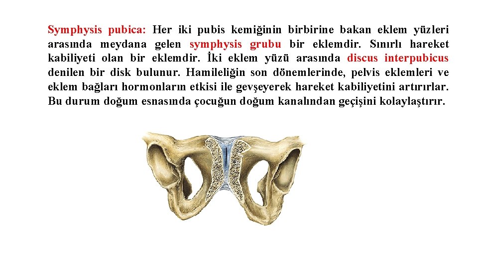 Symphysis pubica: Her iki pubis kemiğinin birbirine bakan eklem yüzleri arasında meydana gelen symphysis Symphysis pubica: Her iki pubis kemiğinin birbirine bakan eklem yüzleri arasında meydana gelen symphysis