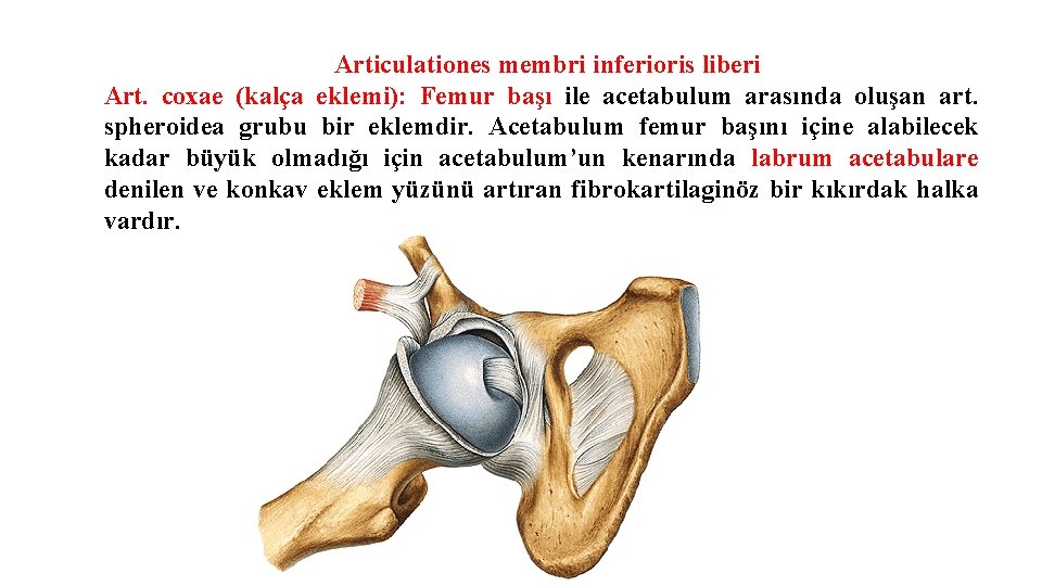 Articulationes membri inferioris liberi Art. coxae (kalça eklemi): Femur başı ile acetabulum arasında oluşan Articulationes membri inferioris liberi Art. coxae (kalça eklemi): Femur başı ile acetabulum arasında oluşan