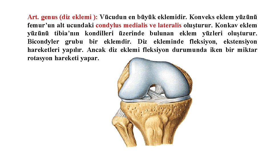 Art. genus (diz eklemi ): Vücudun en büyük eklemidir. Konveks eklem yüzünü femur’un alt Art. genus (diz eklemi ): Vücudun en büyük eklemidir. Konveks eklem yüzünü femur’un alt