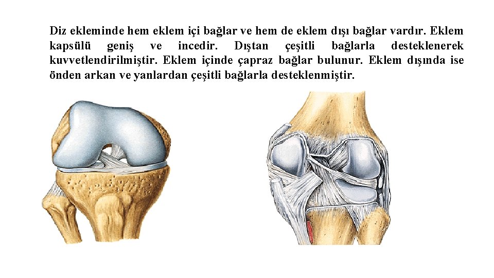 Diz ekleminde hem eklem içi bağlar ve hem de eklem dışı bağlar vardır. Eklem Diz ekleminde hem eklem içi bağlar ve hem de eklem dışı bağlar vardır. Eklem
