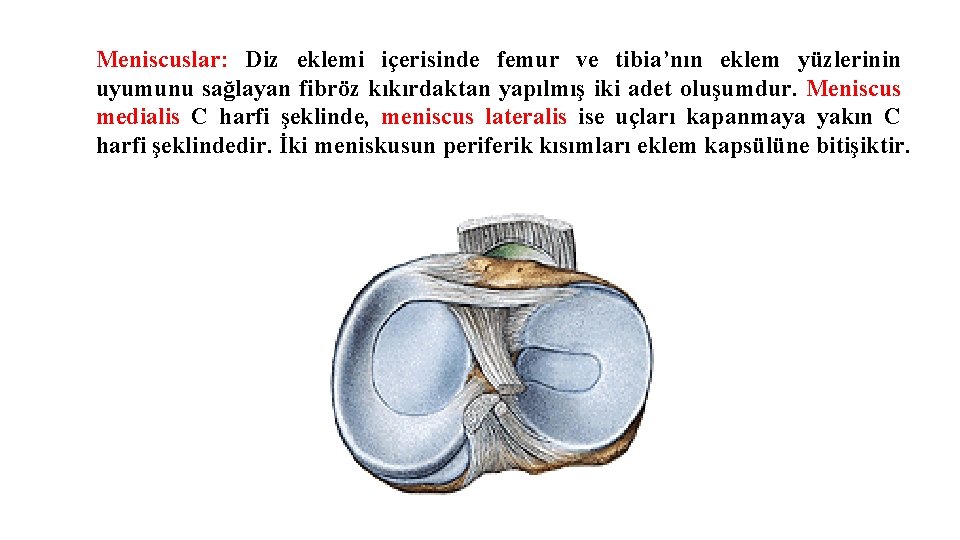Meniscuslar: Diz eklemi içerisinde femur ve tibia’nın eklem yüzlerinin uyumunu sağlayan fibröz kıkırdaktan yapılmış Meniscuslar: Diz eklemi içerisinde femur ve tibia’nın eklem yüzlerinin uyumunu sağlayan fibröz kıkırdaktan yapılmış
