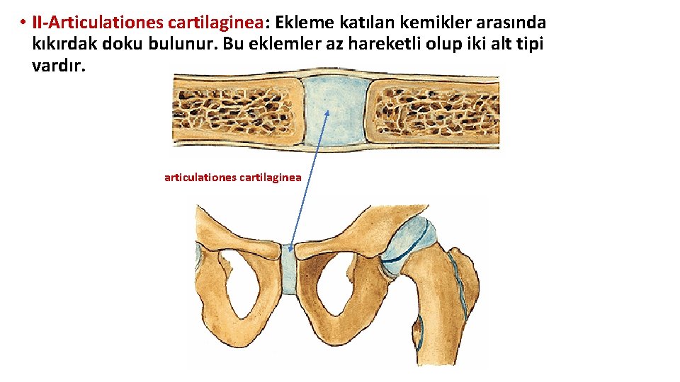 • II-Articulationes cartilaginea: Ekleme katılan kemikler arasında kıkırdak doku bulunur. Bu eklemler az • II-Articulationes cartilaginea: Ekleme katılan kemikler arasında kıkırdak doku bulunur. Bu eklemler az