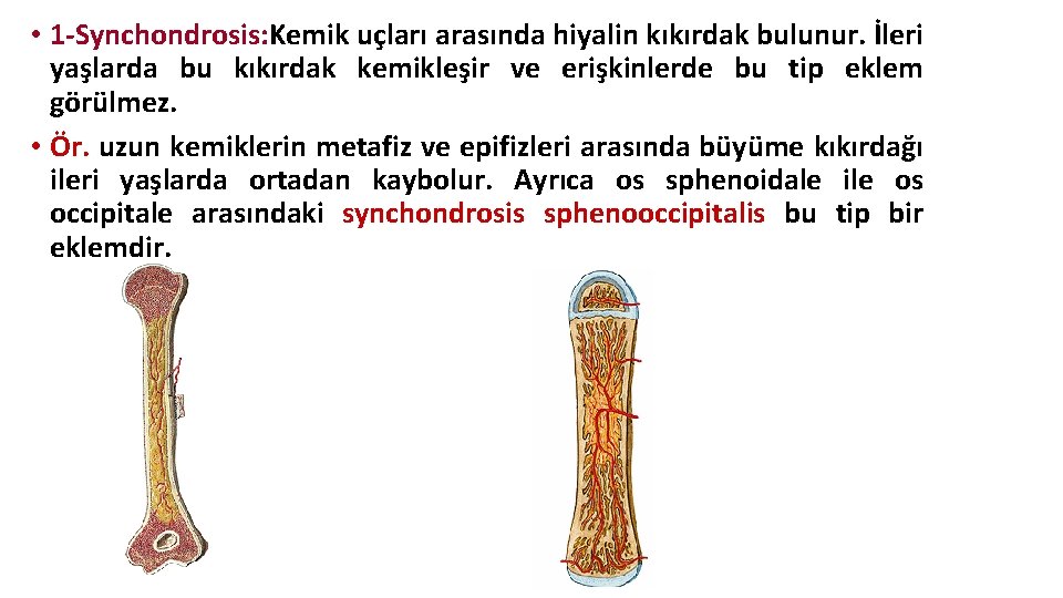 • 1 -Synchondrosis: Kemik uçları arasında hiyalin kıkırdak bulunur. İleri yaşlarda bu kıkırdak • 1 -Synchondrosis: Kemik uçları arasında hiyalin kıkırdak bulunur. İleri yaşlarda bu kıkırdak