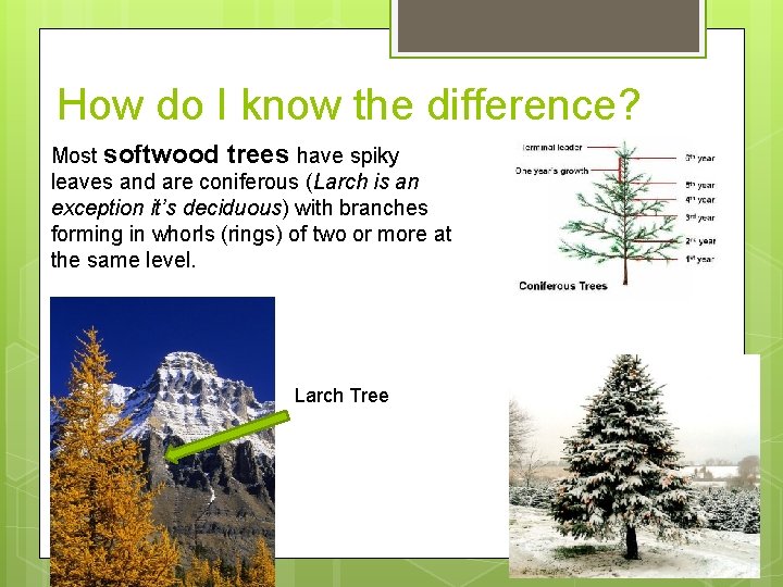Learning Intentions To Identify Different Types Of Wood learning-intentions-to-identify-different-types-of-wood