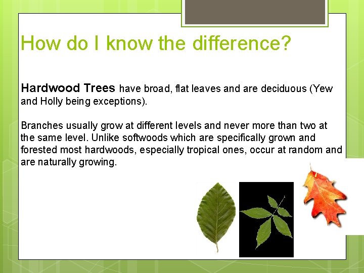 How do I know the difference? Hardwood Trees have broad, flat leaves and are
