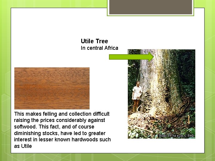 Utile Tree In central Africa This makes felling and collection difficult raising the prices