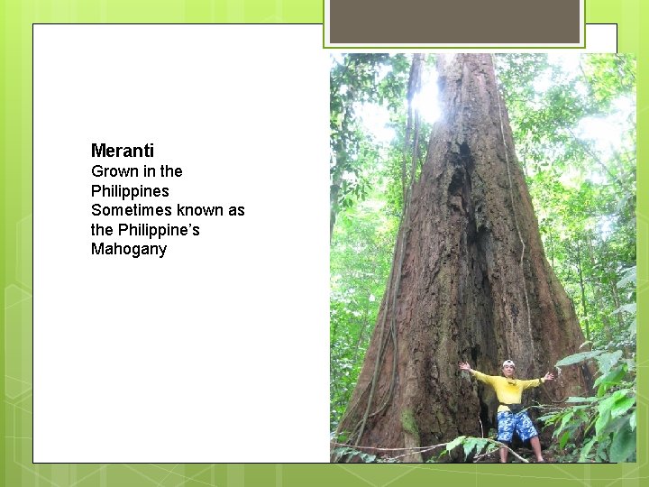 Meranti Grown in the Philippines Sometimes known as the Philippine’s Mahogany 
